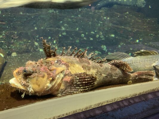 Shaggy Sea Raven (Hemitripterus villosus) |commons:File:Hemitripterus villosus.jpg