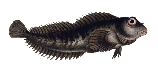 Shanny (Lipophrys pholis) |commons:File:Lipophrys pholis.jpg