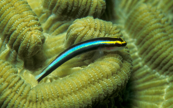 Sharknose Goby (Elacatinus evelynae) |commons:File:Elacatinus evelynae.jpg