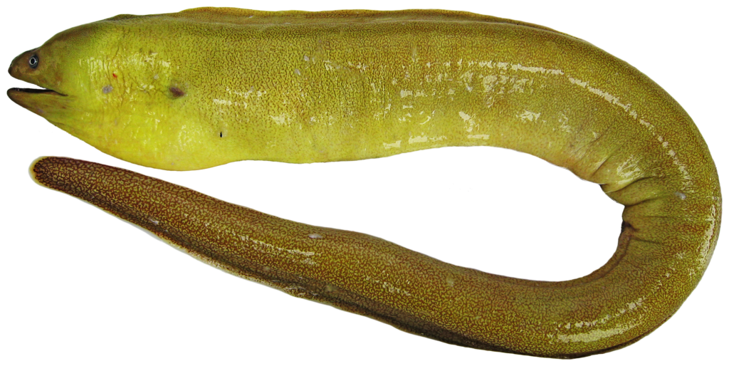 sharktooth moray (Gymnothorax maderensis) |commons:File:Gymnothorax maderensis - pone.0010676.g007.png