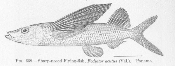 Sharpchin Flyingfish (Fodiator acutus) |commons:File:FMIB 51875 Sharp-nosed Flying-fish, Fodiator acutus (Va) Panama.jpeg