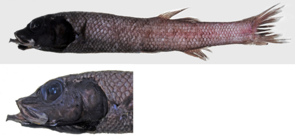 Sharpchin Slickhead (Bajacalifornia burragei) |commons:File:Bajacalifornia burragei.png