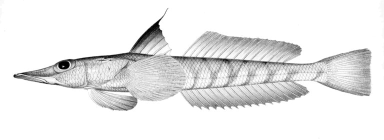 Sharpnosed Duckbill (Bembrops filiferus) |commons:File:Bembrops filifera.jpg