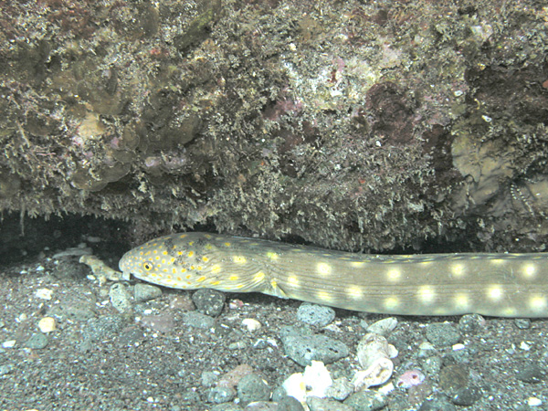 Sharptail Eel (Myrichthys breviceps) |commons:File:Myrichthys breviceps.jpg