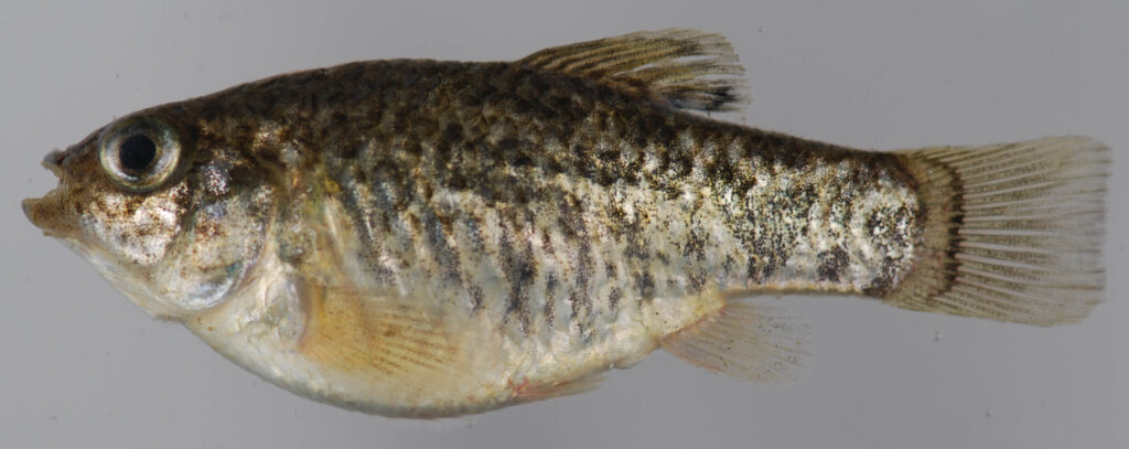 sheepshead minnow (Cyprinodon variegatus) |commons:File:Cyprinodon variegatus (S0103) (12598764423).jpg
