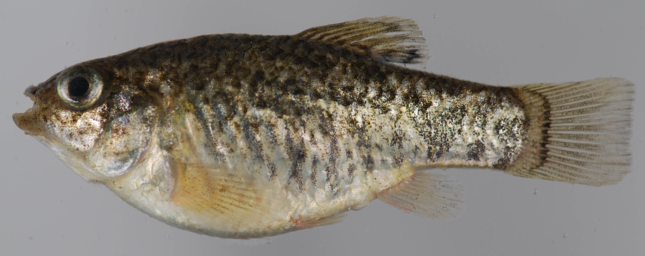 sheepshead minnow (Cyprinodon variegatus) |commons:File:Cyprinodon variegatus (S0103) (12598764423).jpg