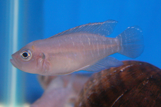 Shell Dweller (Neolamprologus brevis) |commons:File:Neolamprologus brevis sunspot 2049.jpg
