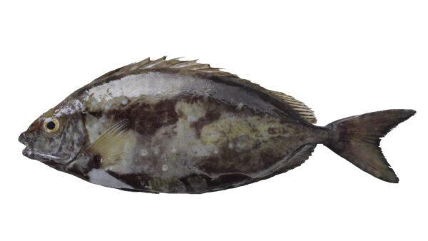 Shoemaker Spinefoot (Siganus sutor) |commons:File:Cordonnier (Siganus sutor) (Ifremer 00762-87440).jpg