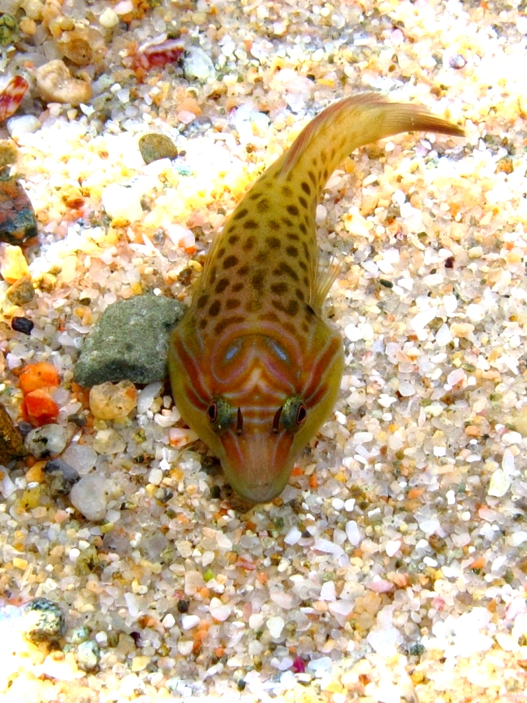 shore clingfish (Lepadogaster lepadogaster) |commons:File:Lepadogaster lepadogaster 1.jpg