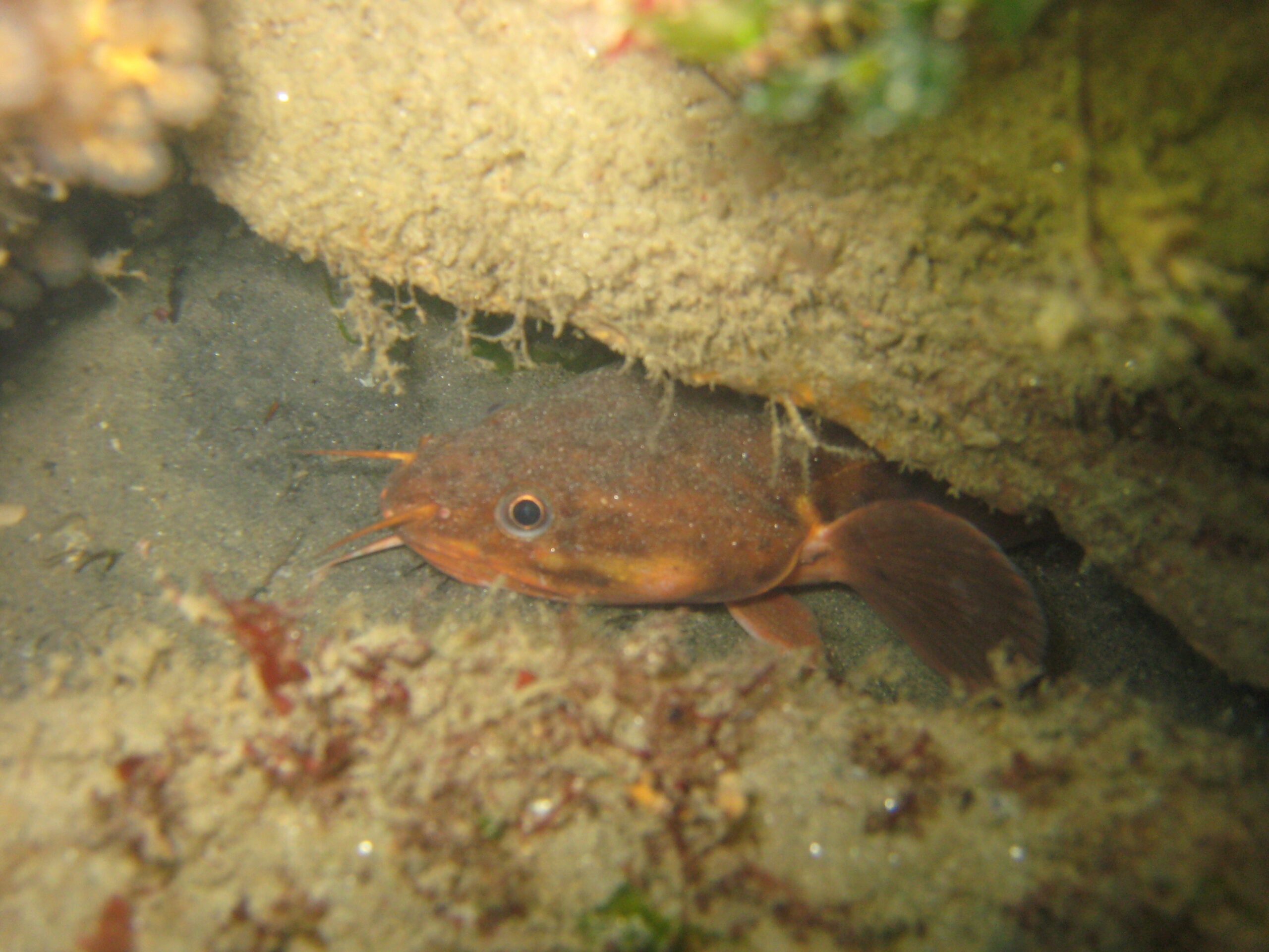 Shore Rockling (Gaidropsarus mediterraneus) |commons:File:Gaidropsarus mediterraneus-001.jpg