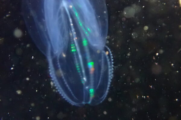 short-lobed comb jelly Bolinopsis microptera