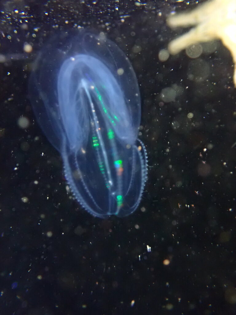 short-lobed comb jelly Bolinopsis microptera