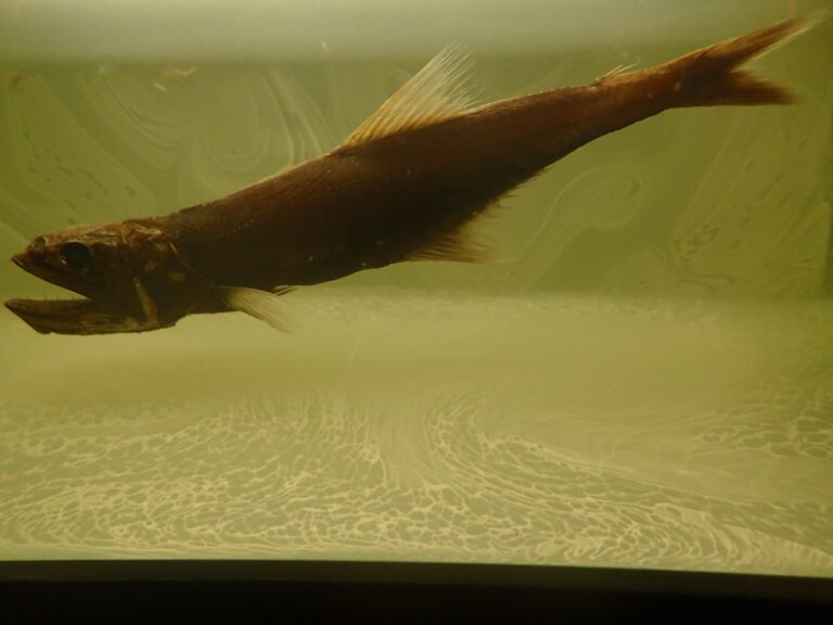 Short-nosed Swallower (Kali indica) |commons:File:Kali indica.jpg