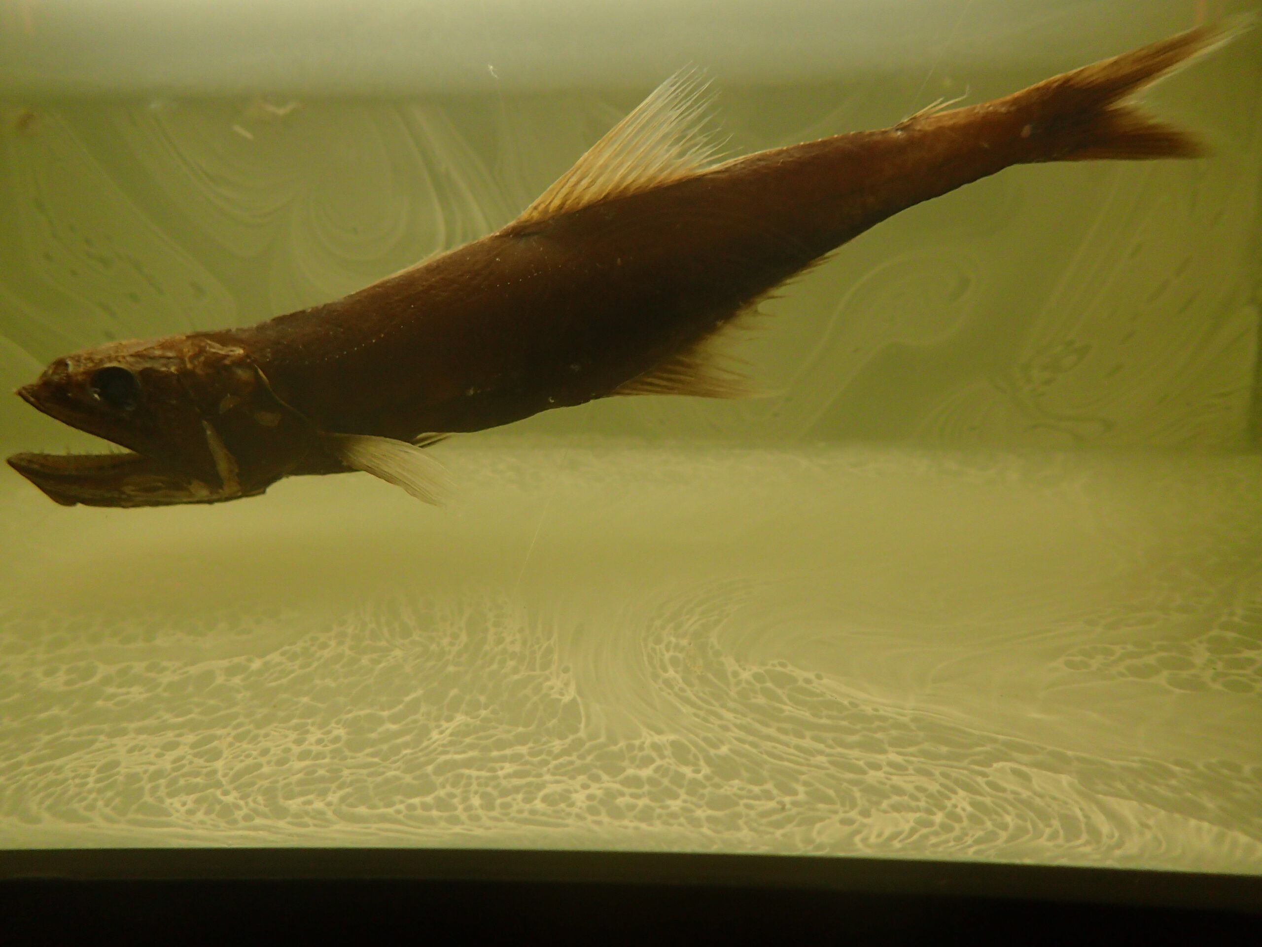 Short-nosed Swallower (Kali indica) |commons:File:Kali indica.jpg