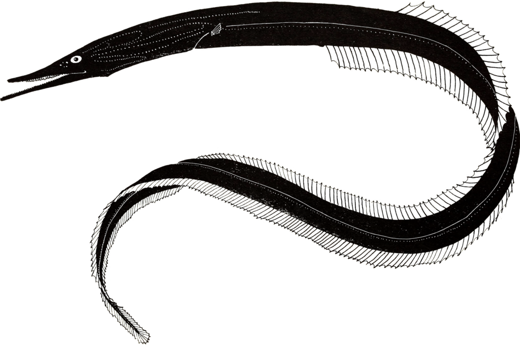 Short-tooth Sawpalate (Serrivomer lanceolatoides) |commons:File:Serrivomer lanceolatoides.png