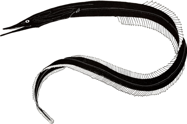 Short-tooth Sawpalate (Serrivomer lanceolatoides) |commons:File:Serrivomer lanceolatoides.png