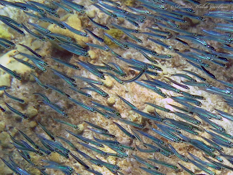 Shortband Herring (Jenkinsia stolifera) |commons:File:Jenkinsia stolifera.jpg