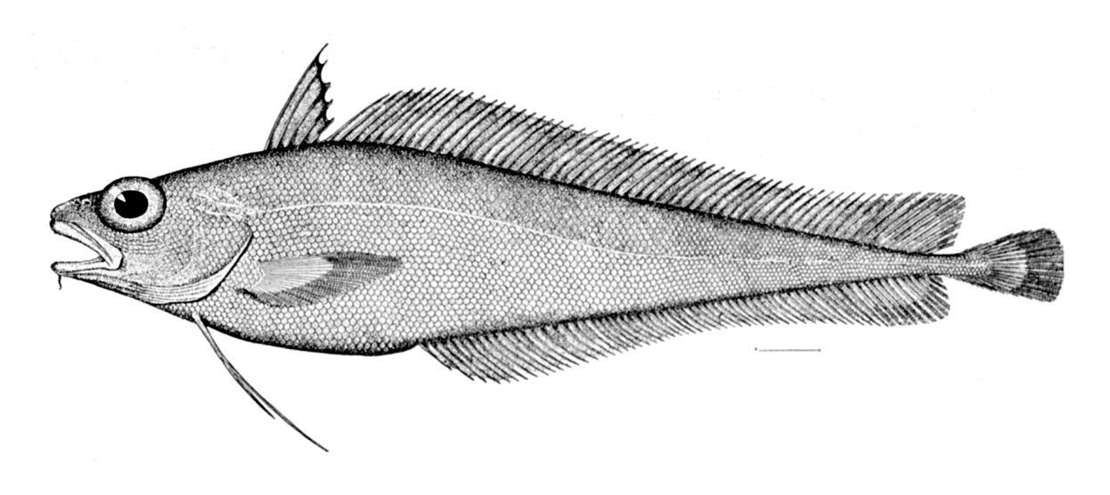 Shortbeard Codling (Laemonema barbatulum) |commons:File:Laemonema barbatulum.jpg