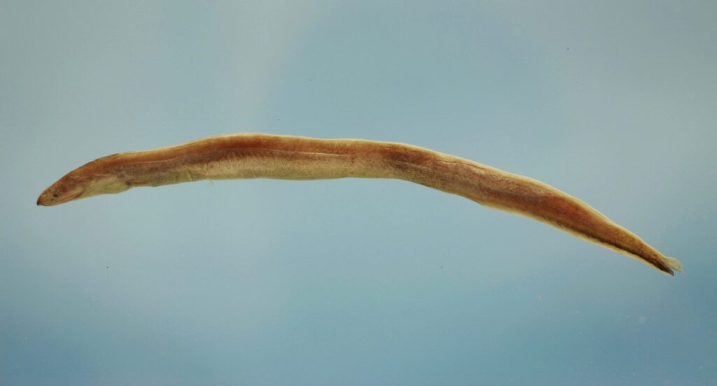 Shortbelly Eel (Dysomma anguillare) |commons:File:Shortbelly eel ( Dysomma anguillare ).jpg