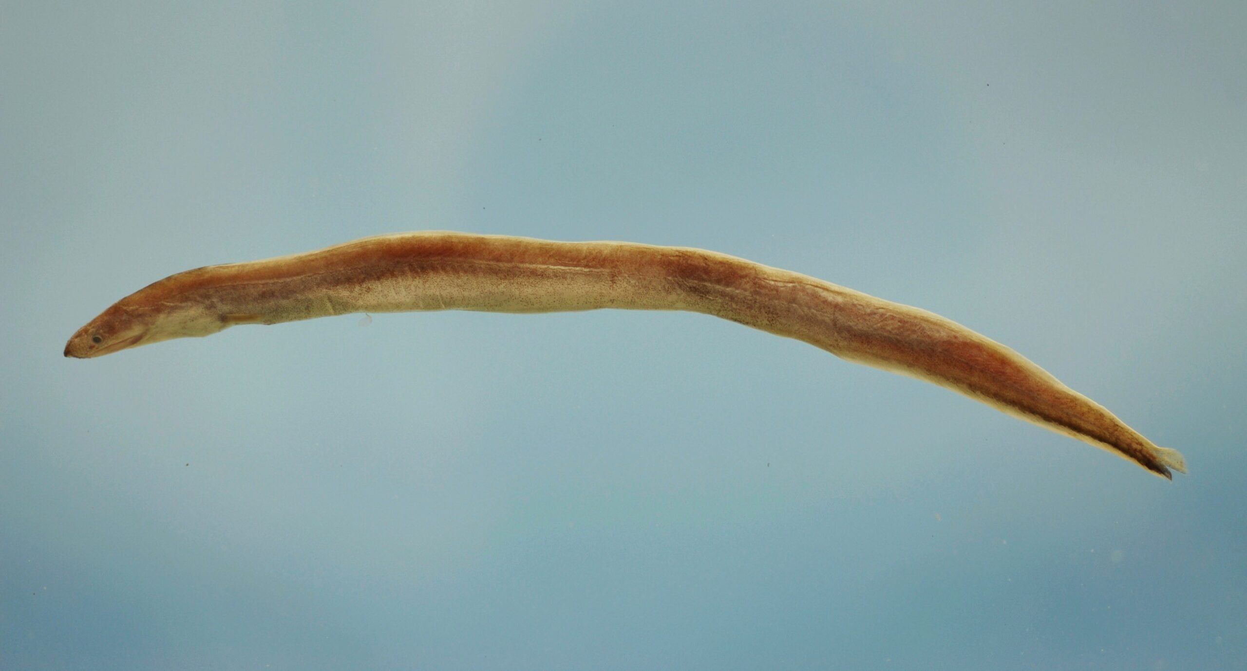 Shortbelly Eel (Dysomma anguillare) |commons:File:Shortbelly eel ( Dysomma anguillare ).jpg