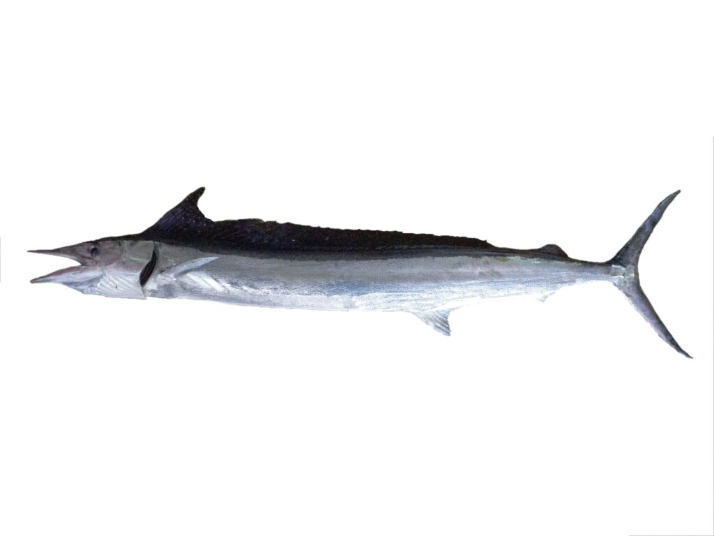 Shortbill Spearfish (Tetrapturus angustirostris) |commons:File:Makaire à rostre court (Tetrapturus angustirostris) (Ifremer 00764-87614).jpg