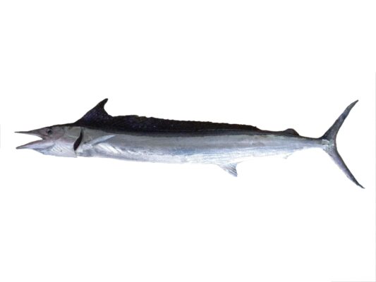 Shortbill Spearfish (Tetrapturus angustirostris) |commons:File:Makaire à rostre court (Tetrapturus angustirostris) (Ifremer 00764-87614).jpg