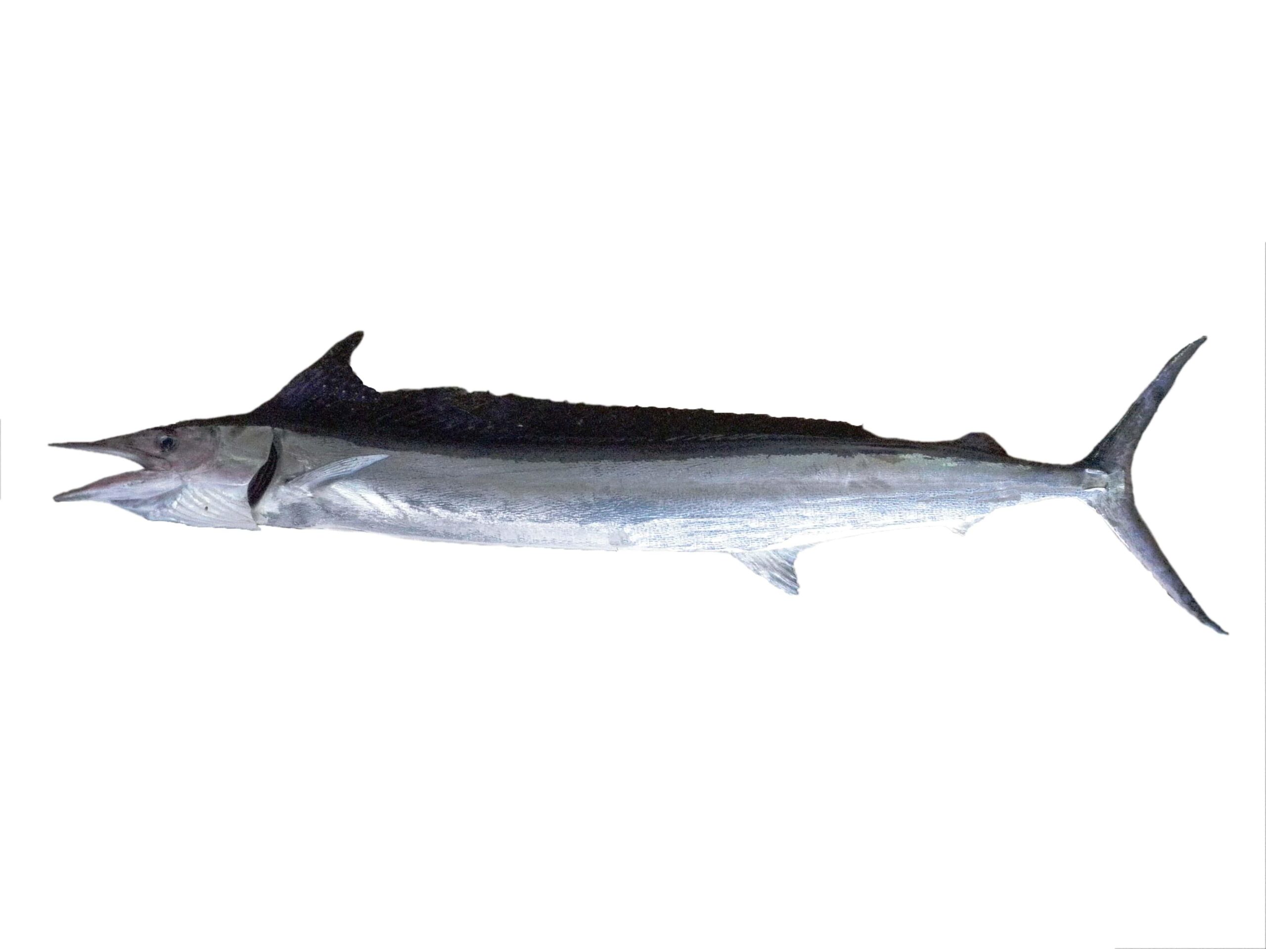 Shortbill Spearfish (Tetrapturus angustirostris) |commons:File:Makaire à rostre court (Tetrapturus angustirostris) (Ifremer 00764-87614).jpg