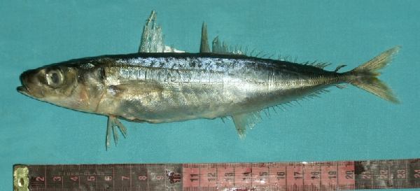 Shortfin Scad (Decapterus macrosoma) |commons:File:Decapterus macrosoma.png
