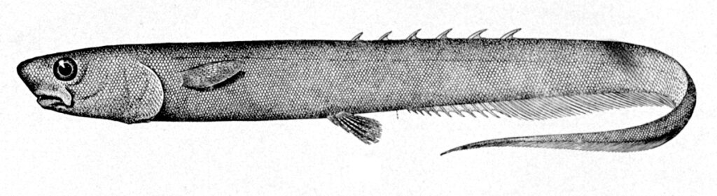 Shortfin Spiny Eel (Notacanthus bonaparte) |commons:File:Notacanthus bonaparte.jpg