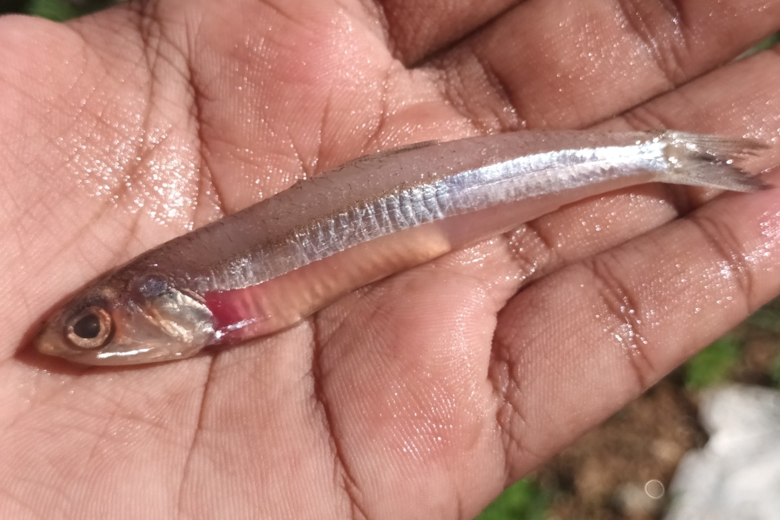 Shorthead Anchovy (Encrasicholina heteroloba) |commons:File:Encrasicholina heteroloba (Rüppell, 1837).jpg