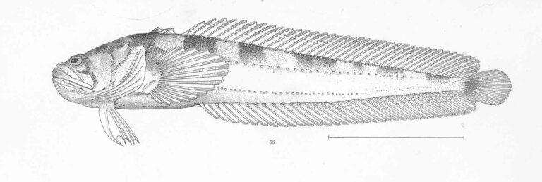 Shorthead Midshipman (Porichthys greenei) |commons:File:FMIB 50668 Porichthys greenei Gilbert & Starks Type specimen; Panama.jpeg