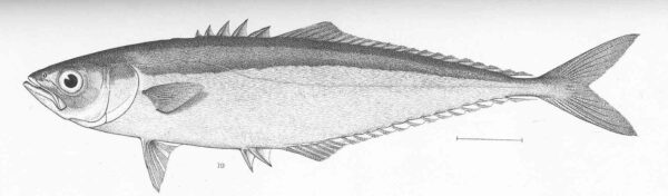 Shortjaw Leatherjack (Oligoplites refulgens) |commons:File:FMIB 50630 Oligoplites refulgens Gilbert & Starks Type specimen; Panama.jpeg