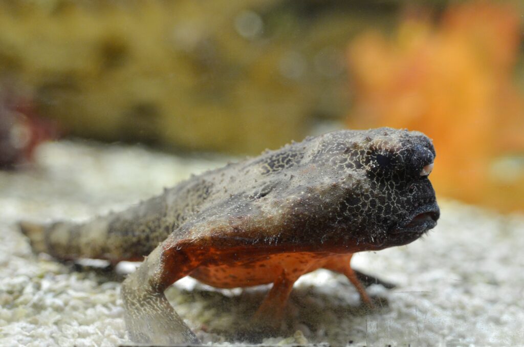 Shortnose Batfish (Ogcocephalus nasutus) |commons:File:Ogcocephalus nasutus 2.JPG