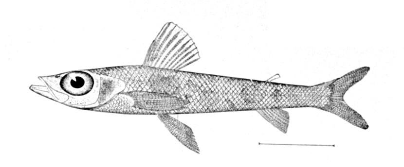Shortnose Greeneye (Chlorophthalmus agassizi) |commons:File:Chlorophthalmus agassizi.jpg