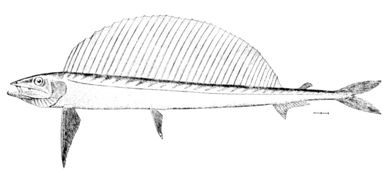 Shortnose Lancetfish (Alepisaurus brevirostris) |commons:File:Alepisaurus brevirostris.jpg