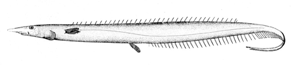 Shortspine Tapirfish (Polyacanthonotus rissoanus) |commons:File:Polyacanthonotus rissoanus.jpg