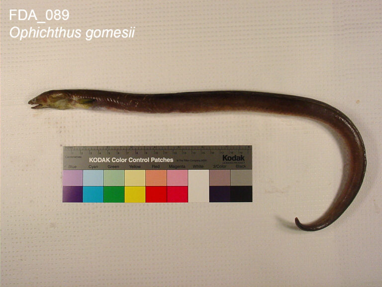 shrimp eel (Ophichthus gomesii) |commons:File:Ophichthus gomesii (FDA 089).jpg
