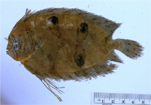 Shrimp Flounder (Gastropsetta frontalis) |commons:File:Gastropsetta frontalis.jpg
