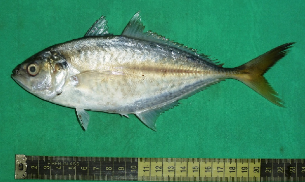 Shrimp Scad (Alepes djedaba) |commons:File:Alepes djedaba.png