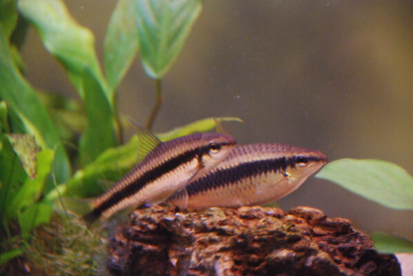 Siamese Algae Eater (Crossocheilus oblongus) |commons:File:Crossocheilus Oblongus.JPG
