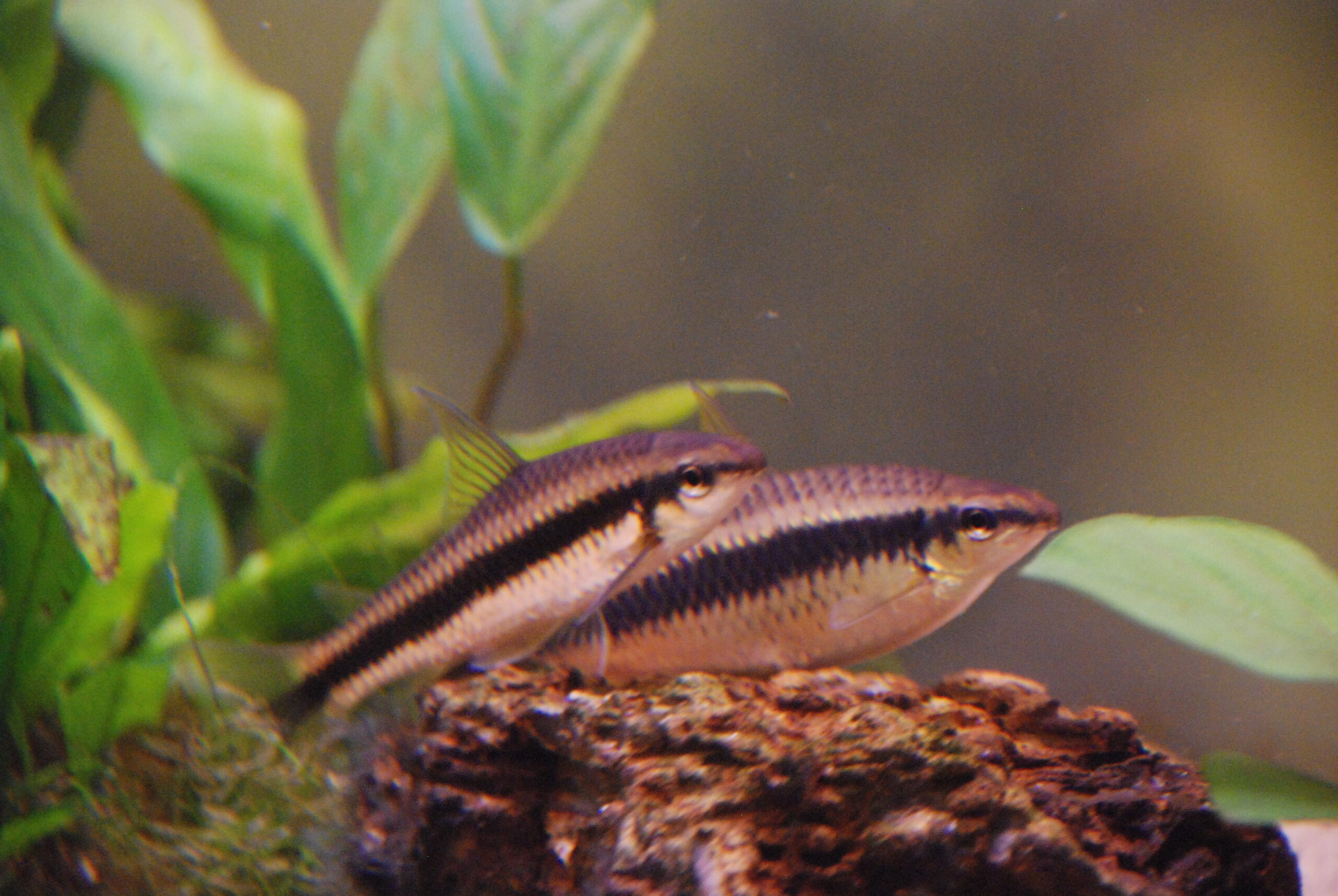 Siamese Algae Eater (Crossocheilus oblongus) |commons:File:Crossocheilus Oblongus.JPG