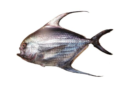 Sickle Pomfret (Taractichthys steindachneri) |commons:File:Brème à longues nageoires (Taractichthys steindachneri) (Ifremer 00764-87613).jpg