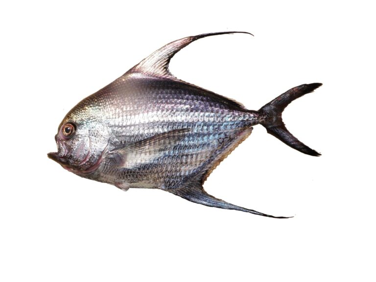 Sickle Pomfret (Taractichthys steindachneri) |commons:File:Brème à longues nageoires (Taractichthys steindachneri) (Ifremer 00764-87613).jpg