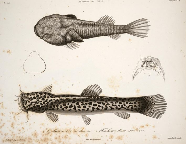 Sicyases brevirostris (Sicyases brevirostris) |commons:File:Sicyases brevirostris Nematogenys inermis.JPG