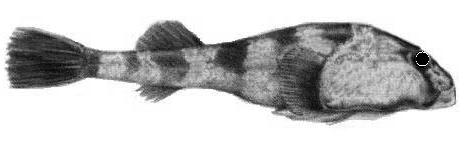 Sicyases sanguineus (Sicyases sanguineus) |commons:File:Sicyases sanguineus.jpg