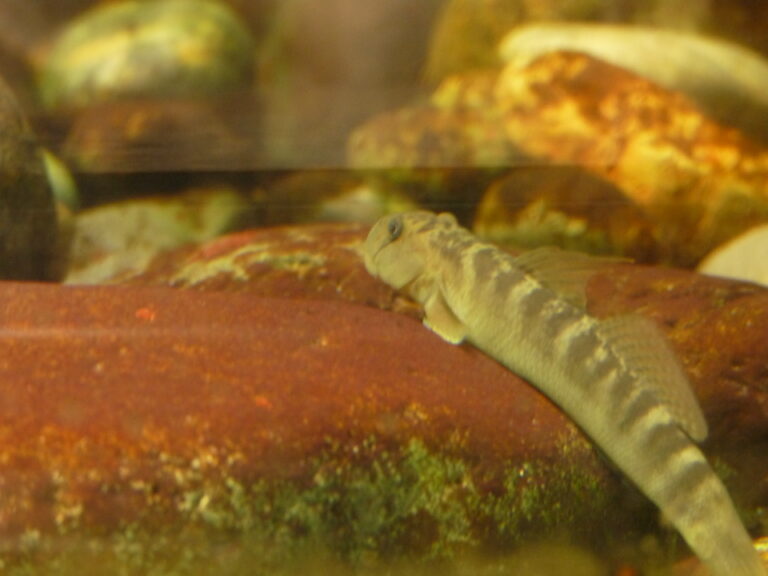 Sicyopterus japonicus (Sicyopterus japonicus) |commons:File:Sicyopterus japonicus.jpg