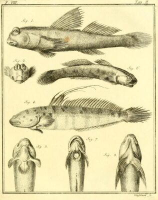 Sicyopterus lagocephalus (Sicyopterus lagocephalus) |commons:File:Periophthalmus barbarus Boleophthalmus boddarti Sicyopterus lagocephalus.jpg