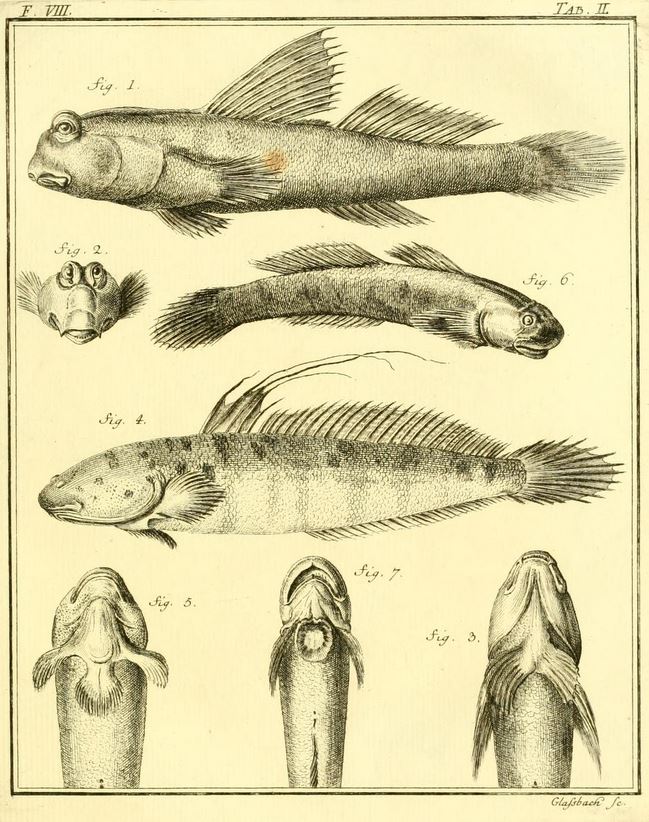 Sicyopterus lagocephalus (Sicyopterus lagocephalus) |commons:File:Periophthalmus barbarus Boleophthalmus boddarti Sicyopterus lagocephalus.jpg