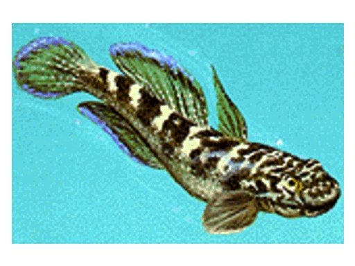 Sicyopterus stimpsoni (Sicyopterus stimpsoni) |commons:File:Sicyopterus stimpsoni.jpg