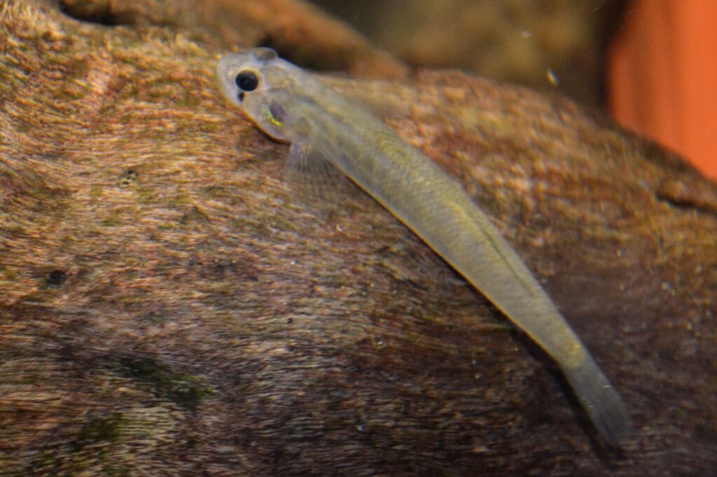 Sicyopus zosterophorus (Sicyopus zosterophorus) |commons:File:Sicyopus zosterophorus.jpg